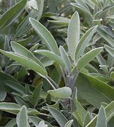 Sage Officinalis