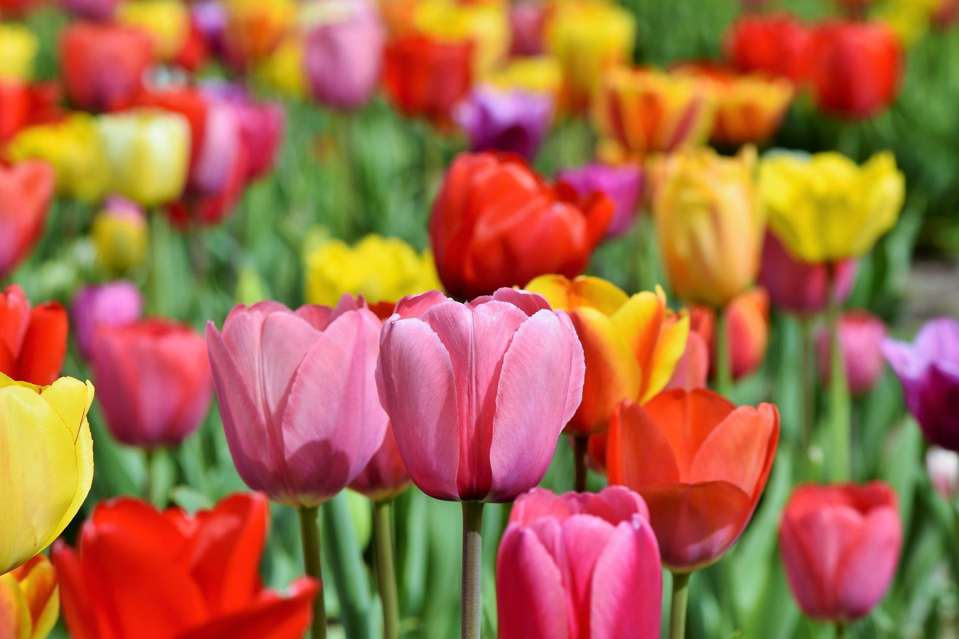 Tulip Darwin Mix