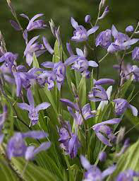 Bletilla Blue
