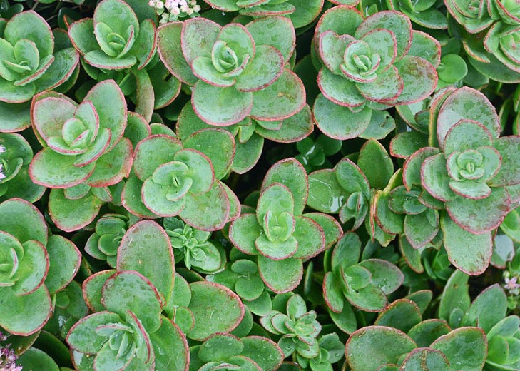 Sedum Sunsparker Lime Zinger