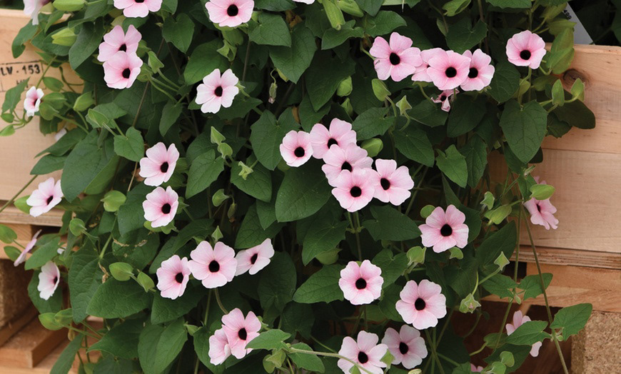 Thunbergia (Sunny Susie) Pink