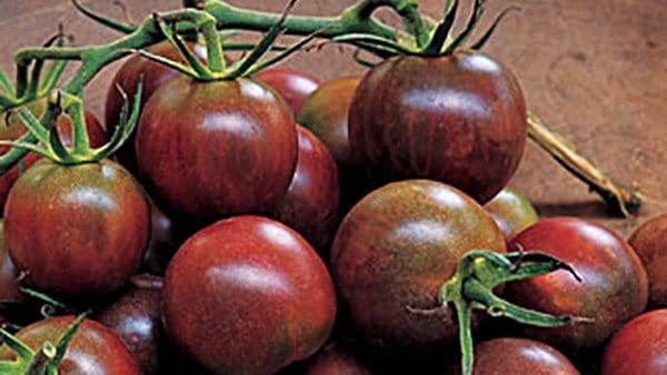 Black Pearl Cherry - Large