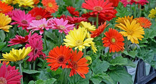 Gerbera Jaguar Mix