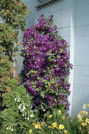 Clematis Jackmanii Superba