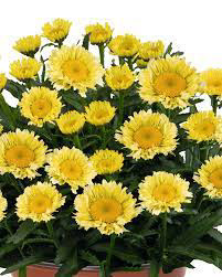 Shasta Daisy Izabel