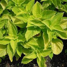 Coleus Chartres Street