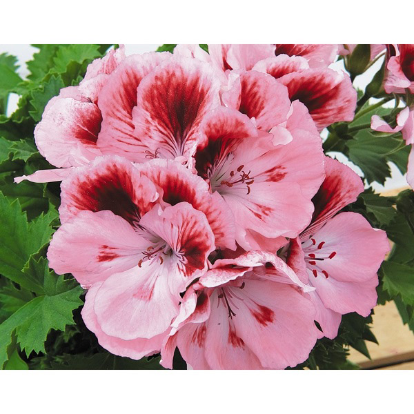 Elegance Rose Bi-Color