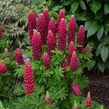 Lupine Gallery RED