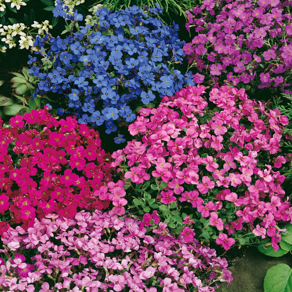 Aubrieta Rock Cress Mix