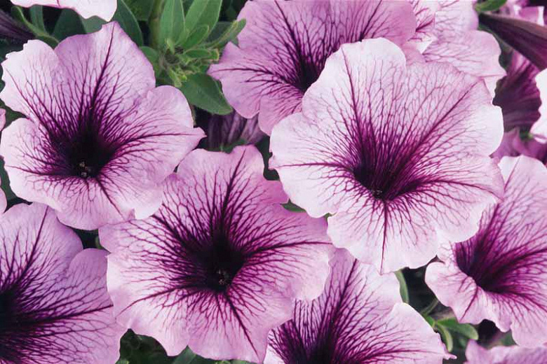 PW Supertunia Bordeaux