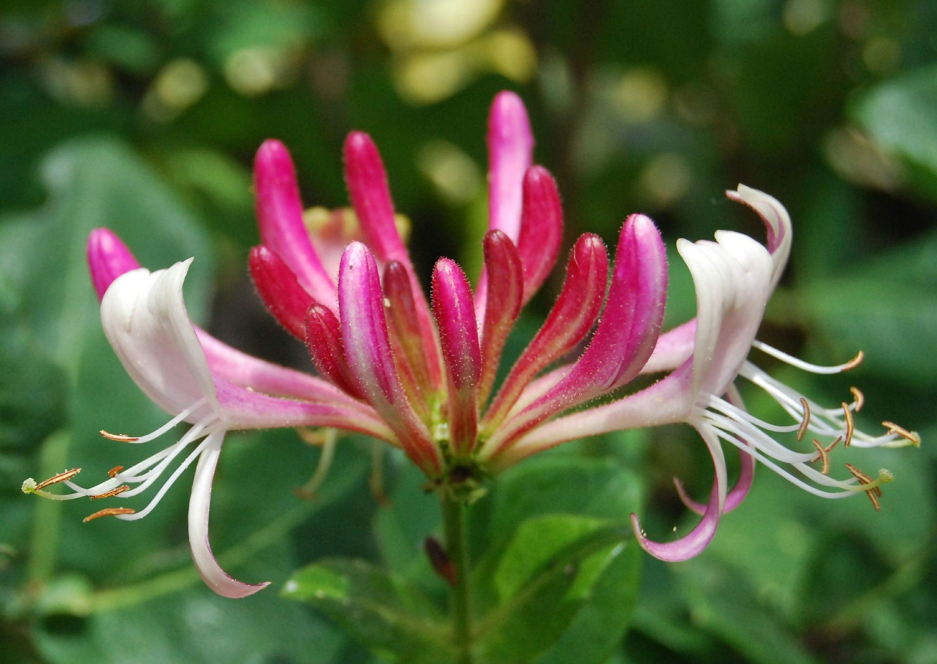 Honeysuckle Serotina
