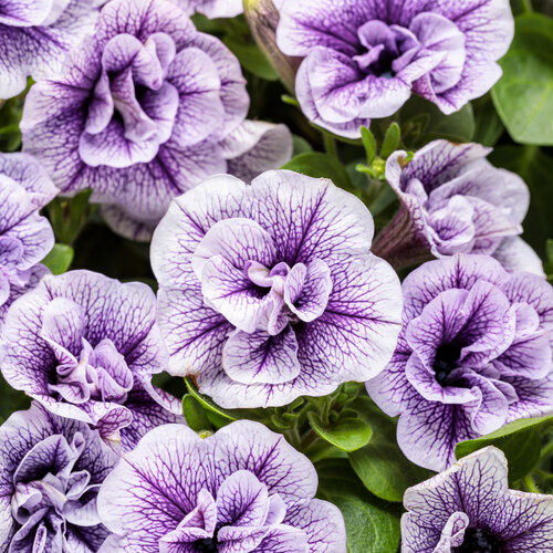 PW Supertunia Priscilla