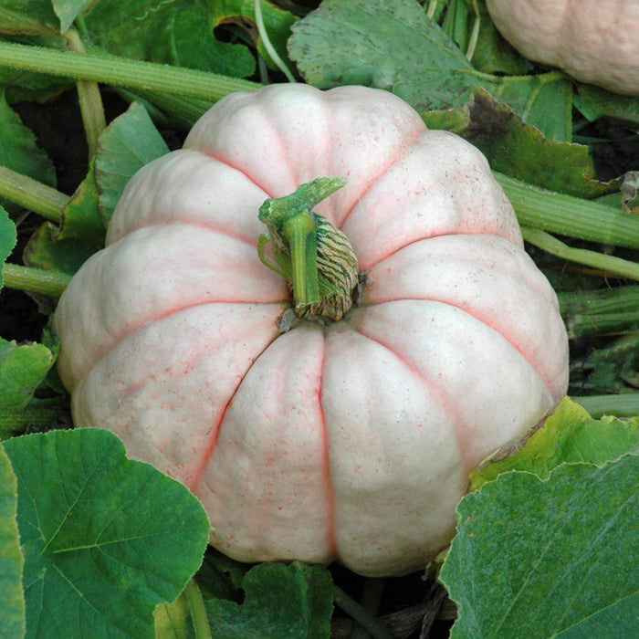 Porcelain Doll Pumpkin
