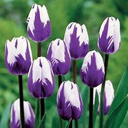 Tulip Blueberry Ripple