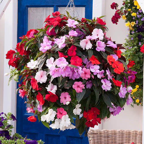 Sunpatiens Mixes