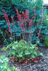 Coral Bells (Heuchera) Ruby Bells