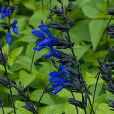 Salvia Black & Blue