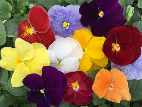 Pansy Delta Mix
