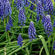 Grape Hyacinth