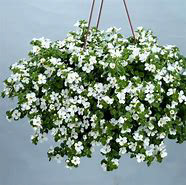 Bacopa Snowtopia
