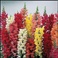 Snapdragon Liberty Mix