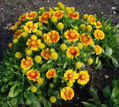 Gaillardia Arizonia Apricot
