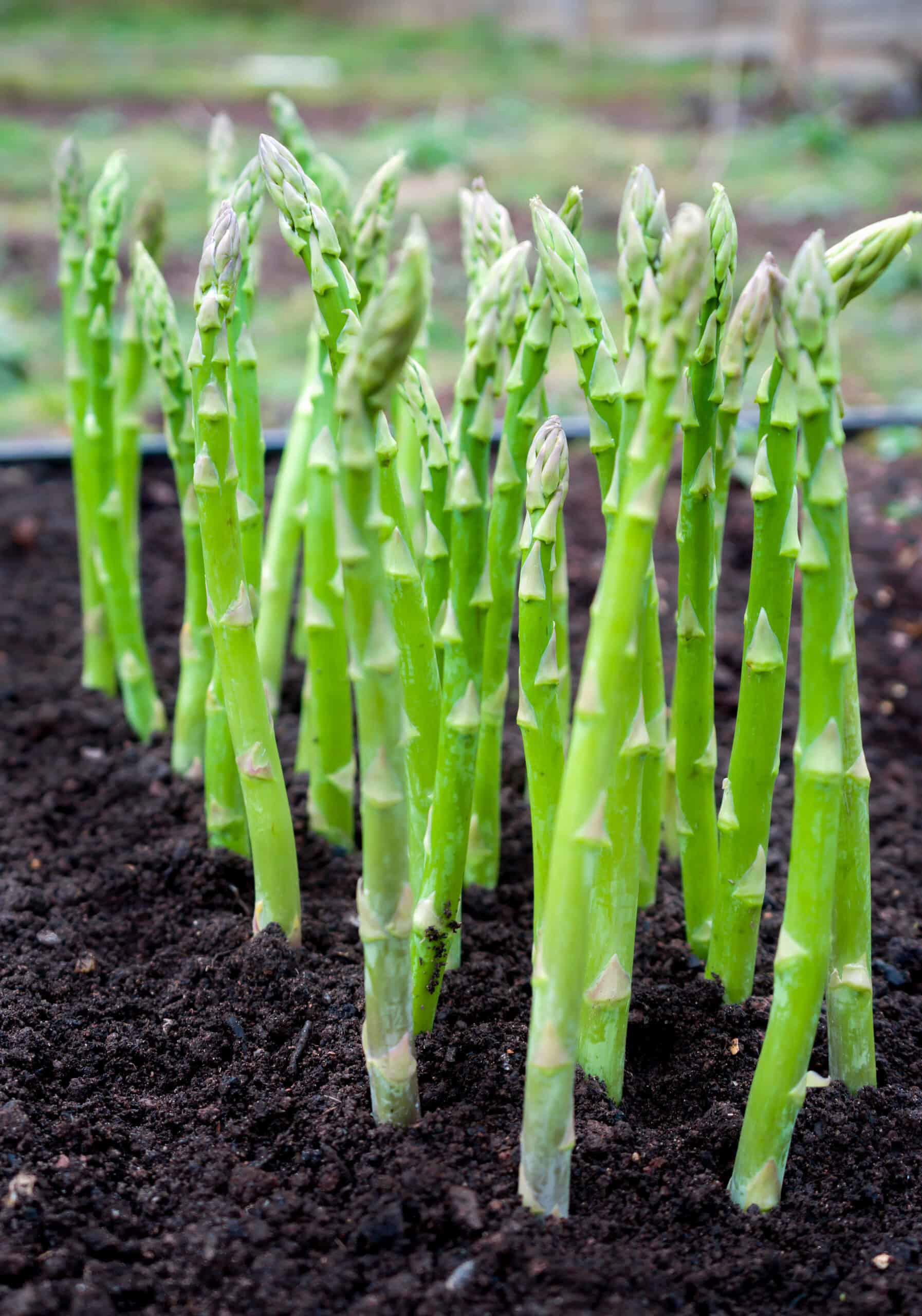 Asparagus