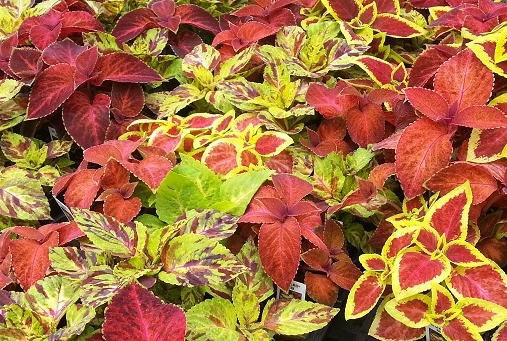Coleus Wizard Mix