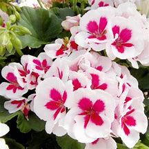 Americana White Splash