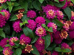 Lantana Bandito Rose