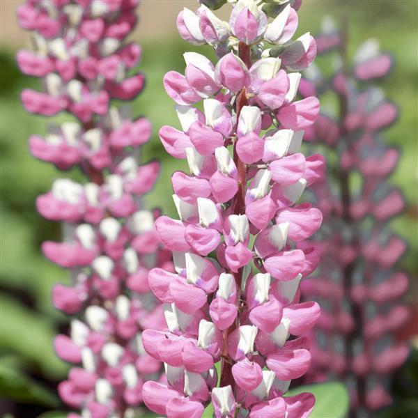 Lupine Bi-Color Pink