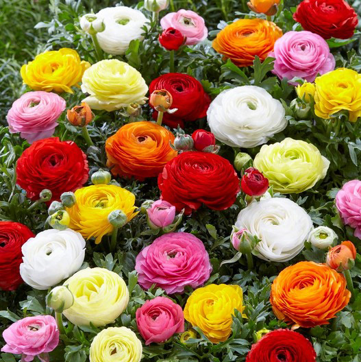 Ranuculus Mix