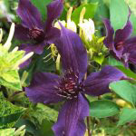 Clematis Guiding Promise