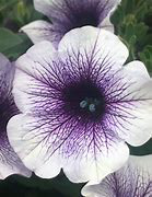 Supertunia Trailing Blue Veined PW