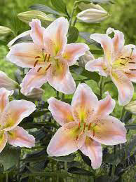 Oriental Lily Salmon Party