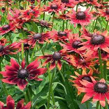Rudbeckia Cherry Brandy aka Black Eyed Susan (Requires Special Care to Return)
