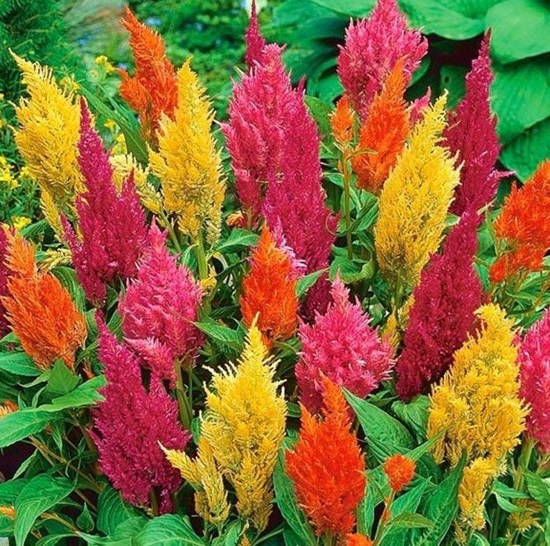 Celosia Glorious Mix