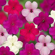 Imara XDR Rosy Mix