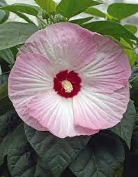 Hibiscus Luna Pink Swirl