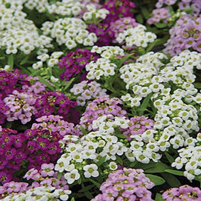 Alyssum Clear Crystal Lavender Shades Mix