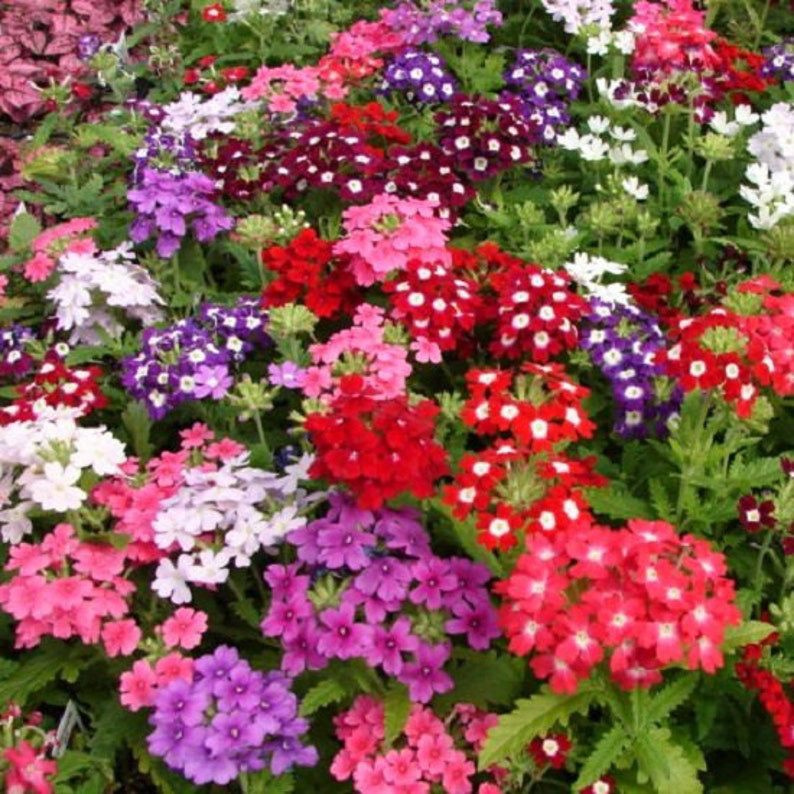 Verbena Obsession Mix