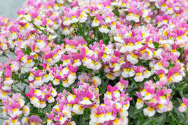 Nemesia Pink Berry