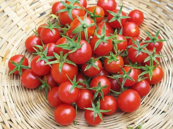 Cherry - Large Red