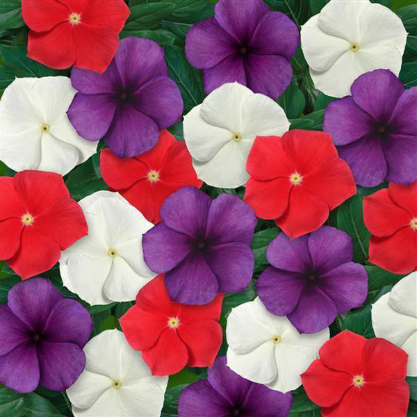 Vinca Tatoo American Pie Mix