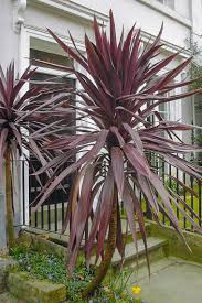 Cordyline Red/Black