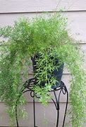 Asparagus Fern