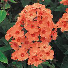 Phlox ~ Tall Garden ~ Orange Perfection
