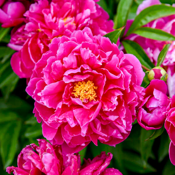 Peony Karl Rosenfield