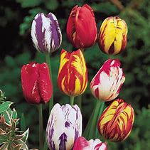 Tulip Rembrandt Mix