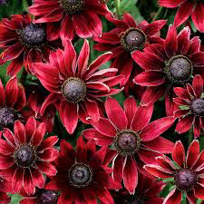 Rudbeckia Black Cherry